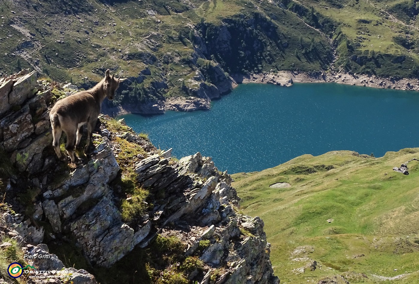 79 Ben sicuri a precipizio sulle rocce con vista sui Laghi Gemelli.JPG